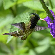 Black-crested Coquette