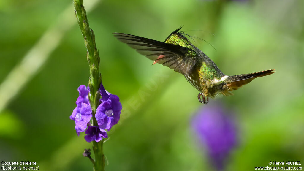 Black-crested Coquette