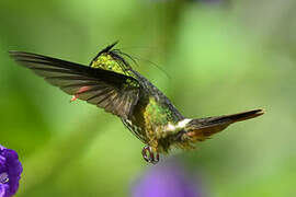 Black-crested Coquette