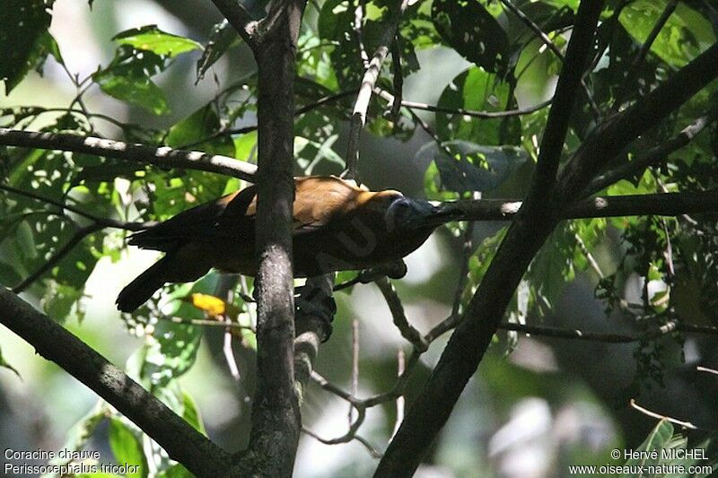 Capuchinbird, identification