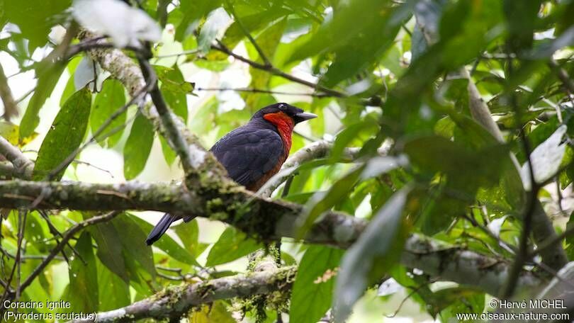 Red-ruffed Fruitcrow