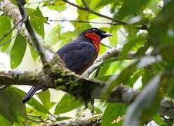 Red-ruffed Fruitcrow