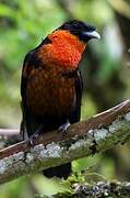 Red-ruffed Fruitcrow