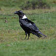 Corbeau à nuque blanche