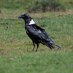 Corbeau à nuque blanche