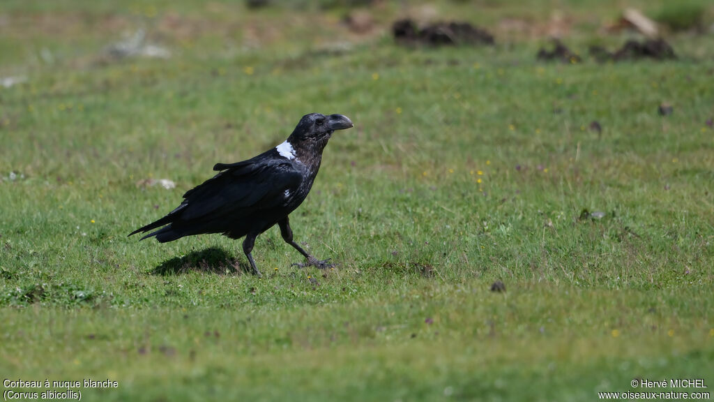 Corbeau à nuque blancheadulte
