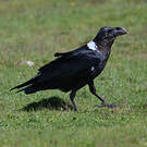 Corbeau à nuque blanche
