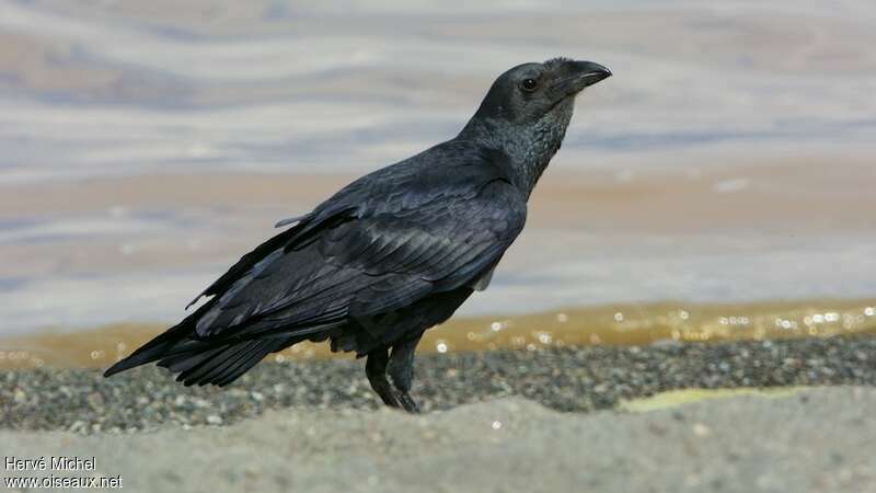 Corbeau à queue courteadulte, identification