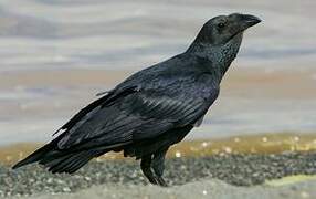 Fan-tailed Raven