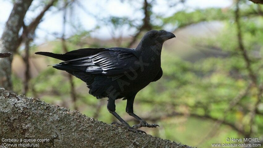 Corbeau à queue courte