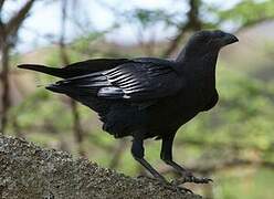 Fan-tailed Raven