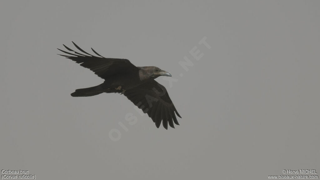 Brown-necked Raven