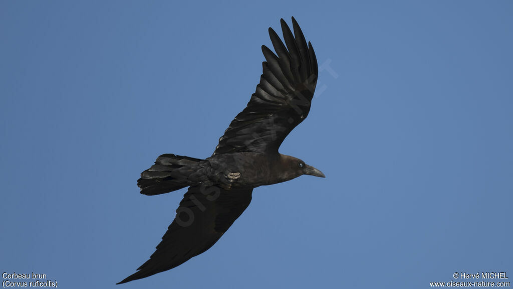 Brown-necked Raven