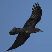 Brown-necked Raven