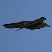 Brown-necked Raven