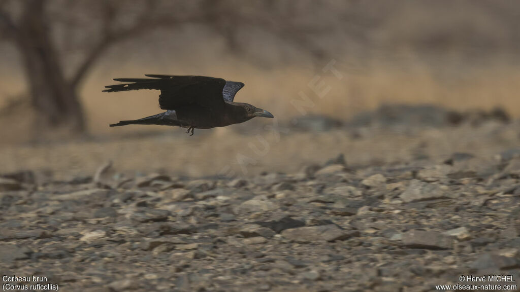 Corbeau brun