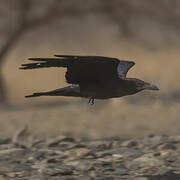 Brown-necked Raven