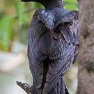Corbeau corbivau
