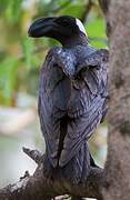 Thick-billed Raven