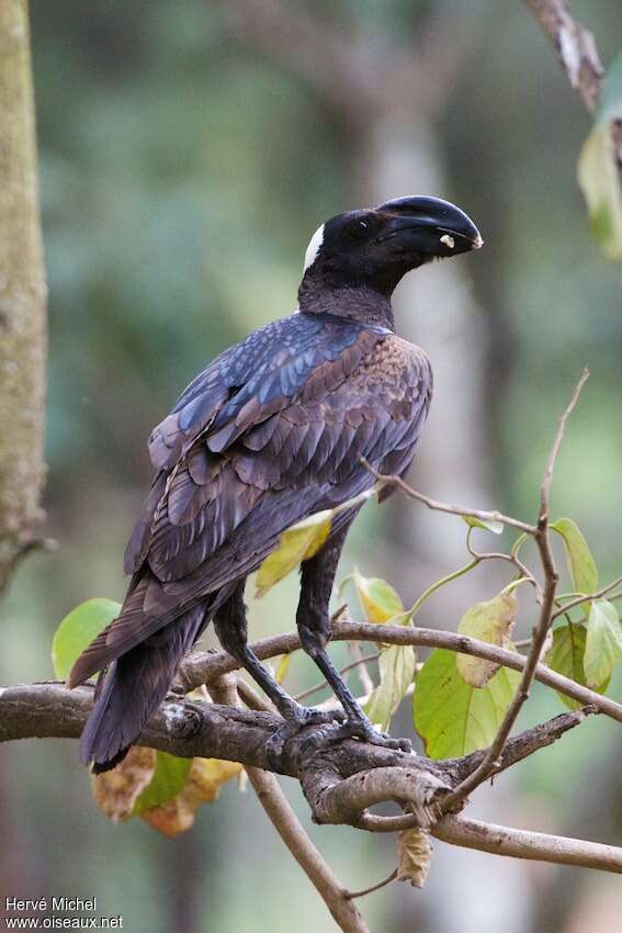 Thick-billed Ravenadult, pigmentation