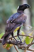 Thick-billed Raven