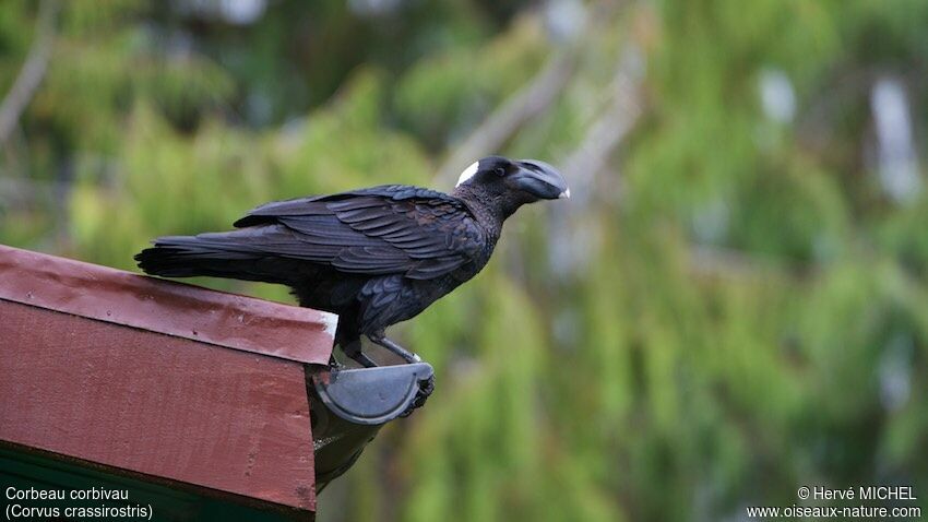 Corbeau corbivauadulte, habitat