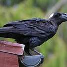 Corbeau corbivau