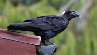 Thick-billed Raven