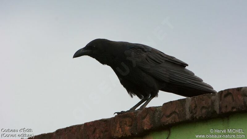 Somali Crow