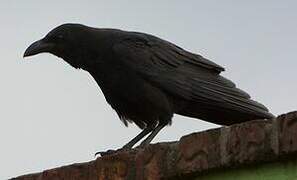 Somali Crow