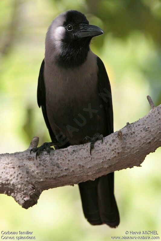 Corbeau familieradulte, identification