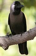 House Crow