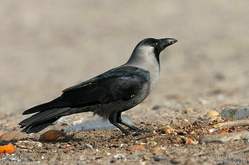 House Crowadult, identification