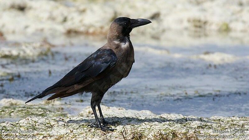 House Crow