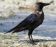 House Crow