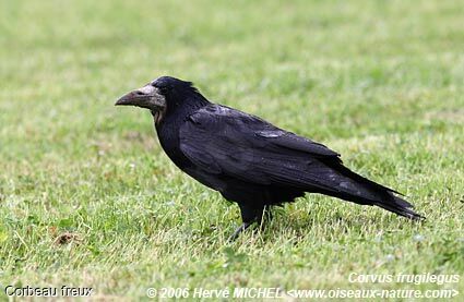 Corbeau freuxadulte nuptial