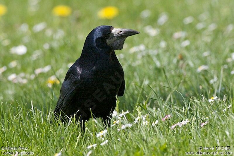 Corbeau freuxadulte, identification