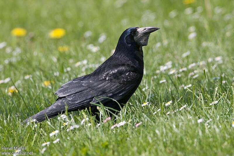 Corbeau freuxadulte nuptial, identification