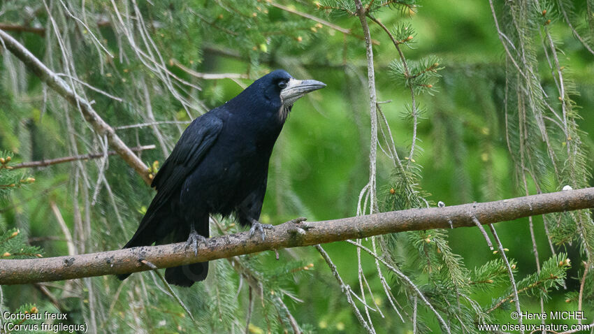 Corbeau freuxadulte