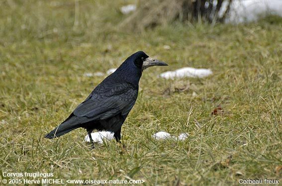 Corbeau freux