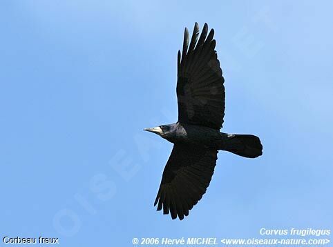 Corbeau freuxadulte