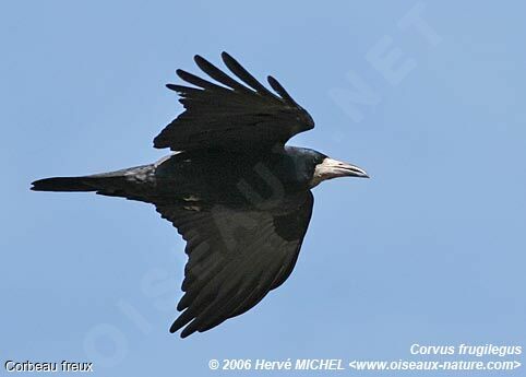 Corbeau freuxadulte