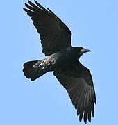 Corbeau freux