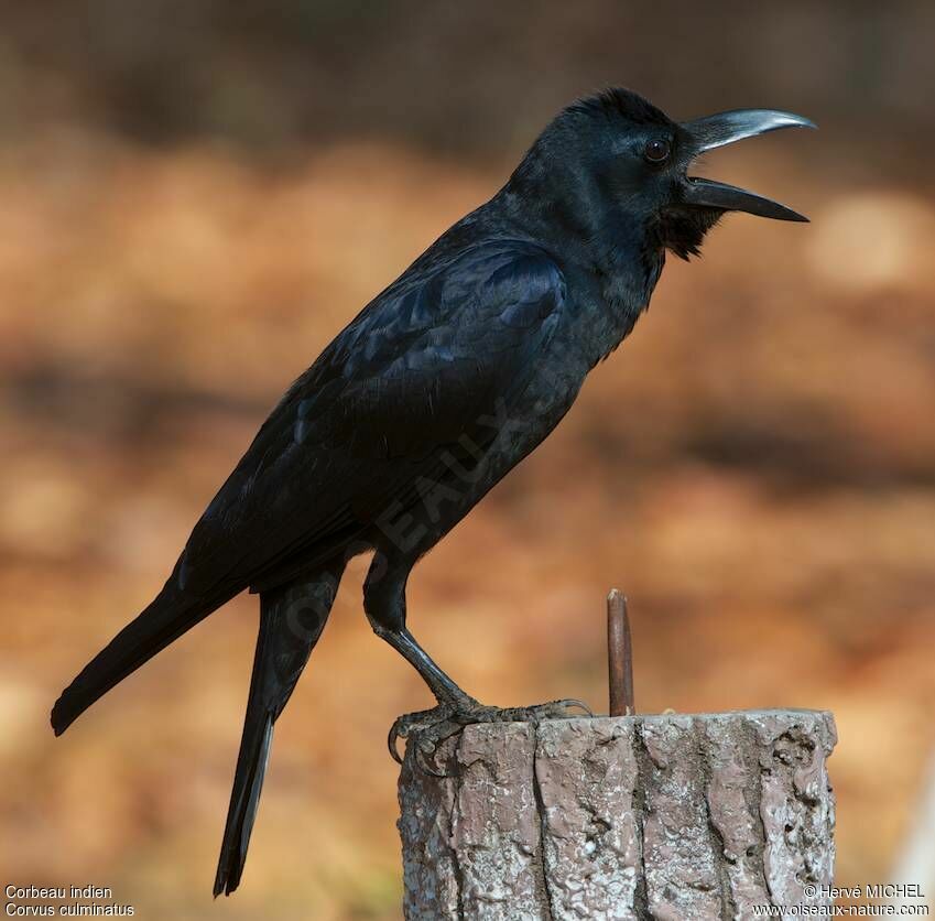 Indian Jungle Crow