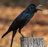 Indian Jungle Crow