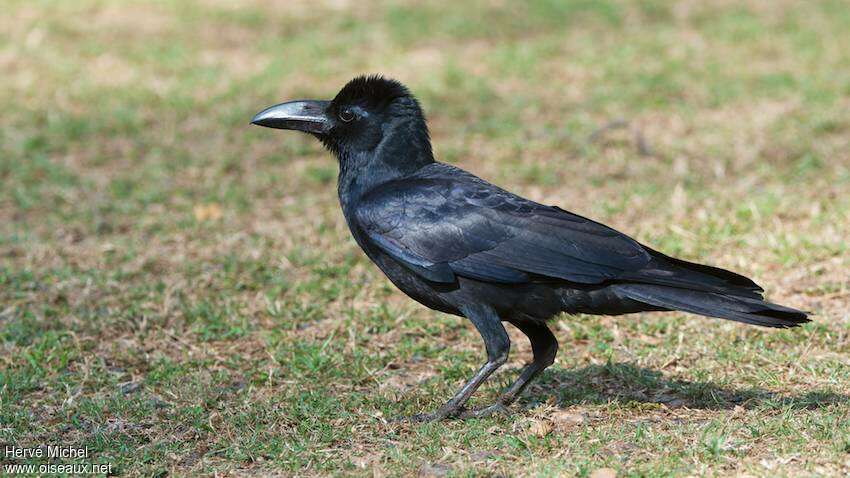 Indian Jungle Crowadult, identification