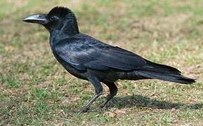 Indian Jungle Crow