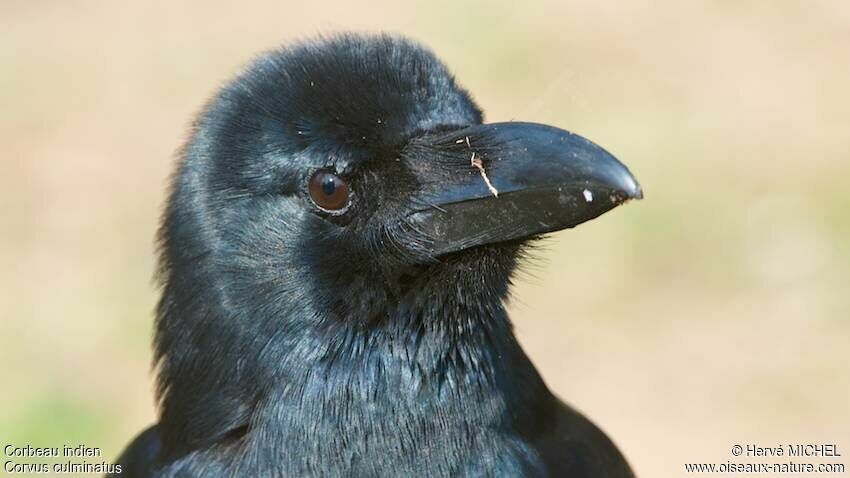 Indian Jungle Crow