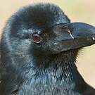 Corbeau indien