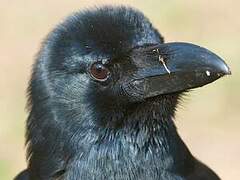 Indian Jungle Crow